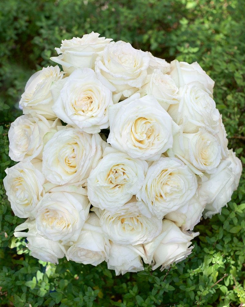 بوكيه ورد روز ابيض 10عود